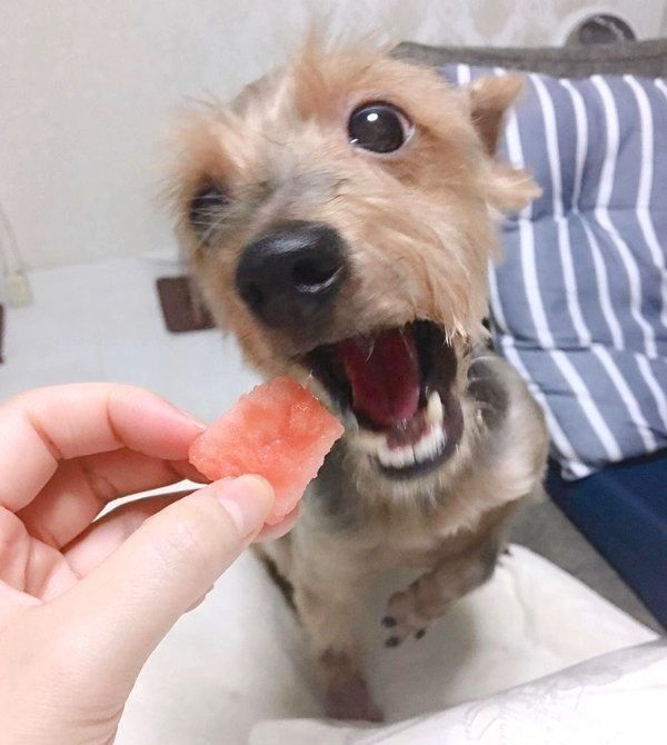 元保護犬・サブレくん