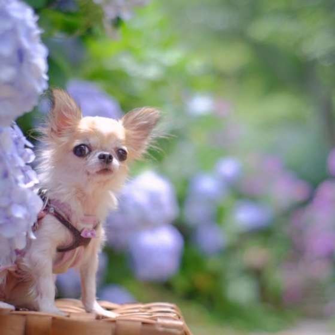 好意があるorない 初対面の犬同士がよくする3つの行動の心理 いぬのきもちweb Magazine 好意があるorない 初対面の犬同士がよくする3つの行動の心理 いぬのきもちweb Magazine