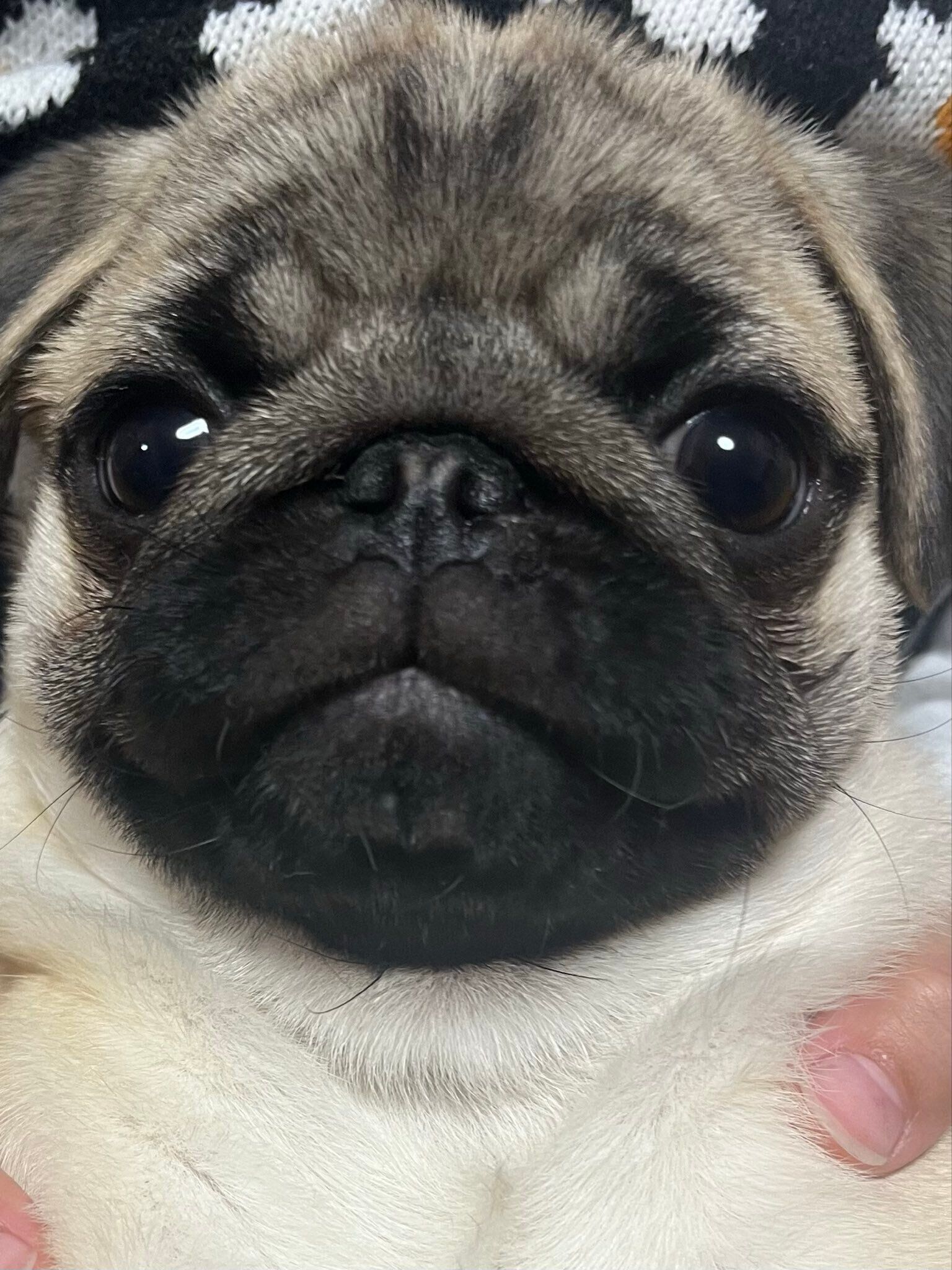 正面を向いているパグ