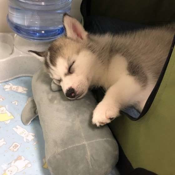 眠るシベリアン・ハスキー