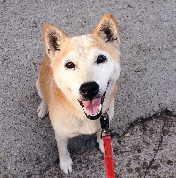 先代犬・柴犬のみかんちゃん