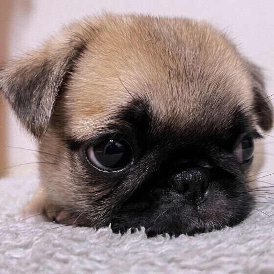 犬の心雑音ってどんな音？ 犬の心臓に雑音が起こる原因とは いぬのきもち