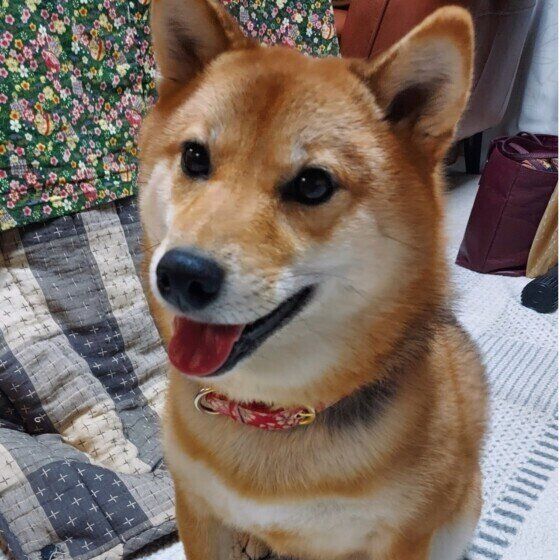 柴のきなこちゃん