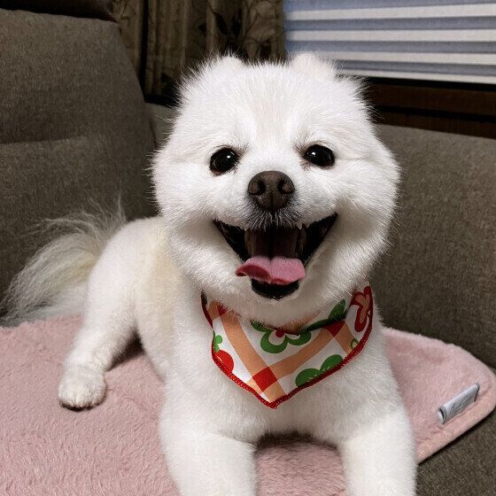 少しでも近くにいたい? 犬が飼い主のトイレまでついてくる理由 いぬのきもち