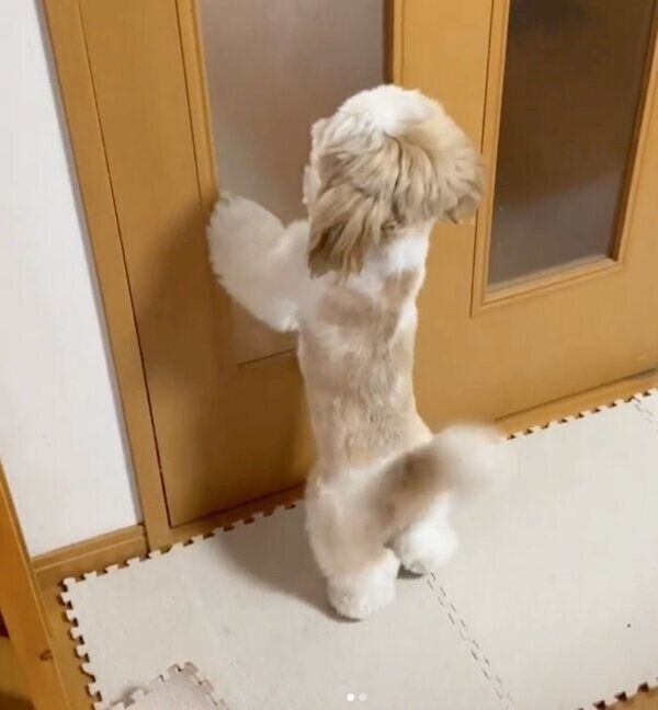 帰宅した飼い主さんを出迎えるつぶちゃん