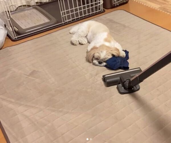 掃除機にまったくビビらないつぶちゃん