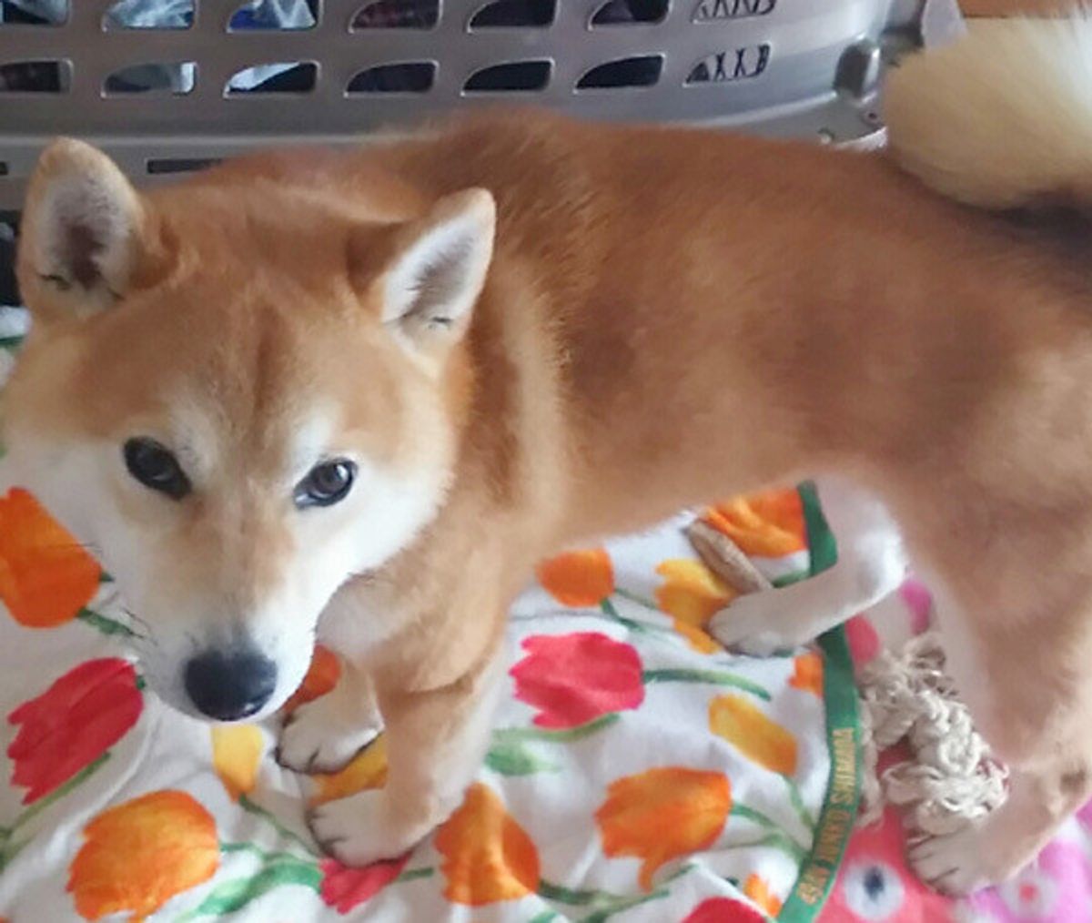 飼い主さんがやりがちな ダメしつけ 4選 愛犬の問題行動の引き金にも いぬのきもちweb Magazine 飼い主さんがやりがちな ダメしつけ 4選 愛犬の問題行動の引き金にも いぬのきもちweb Magazine