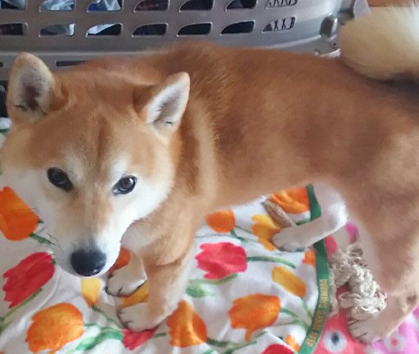 見つめる柴犬