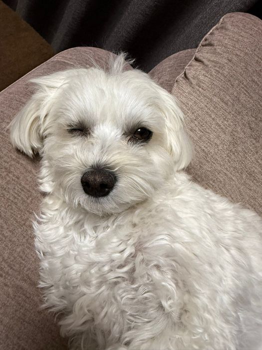 ウィンクのような顔をするるいくん