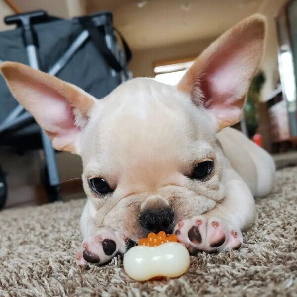 デンタルボーンに興味津々な桜丸くん
