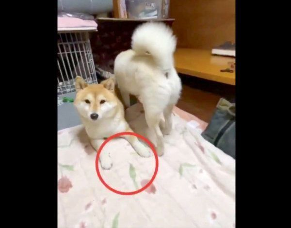 みかんちゃのデンタルボーンを奪ったQ太郎くん