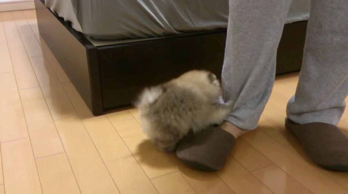 飼い主さんの足に興味津々の子犬ちゃん 必死に食らいつく姿が激カワ いぬのきもちweb Magazine 飼い主さんの足に興味津々の子犬ちゃん 必死に食らいつく姿が激カワ いぬのきもちweb Magazine