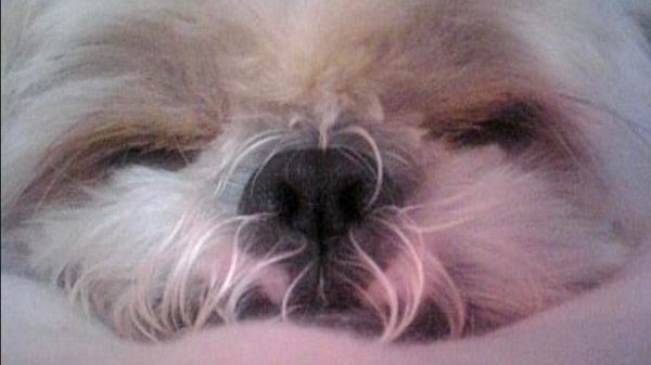 シー・ズーのぼたんちゃん