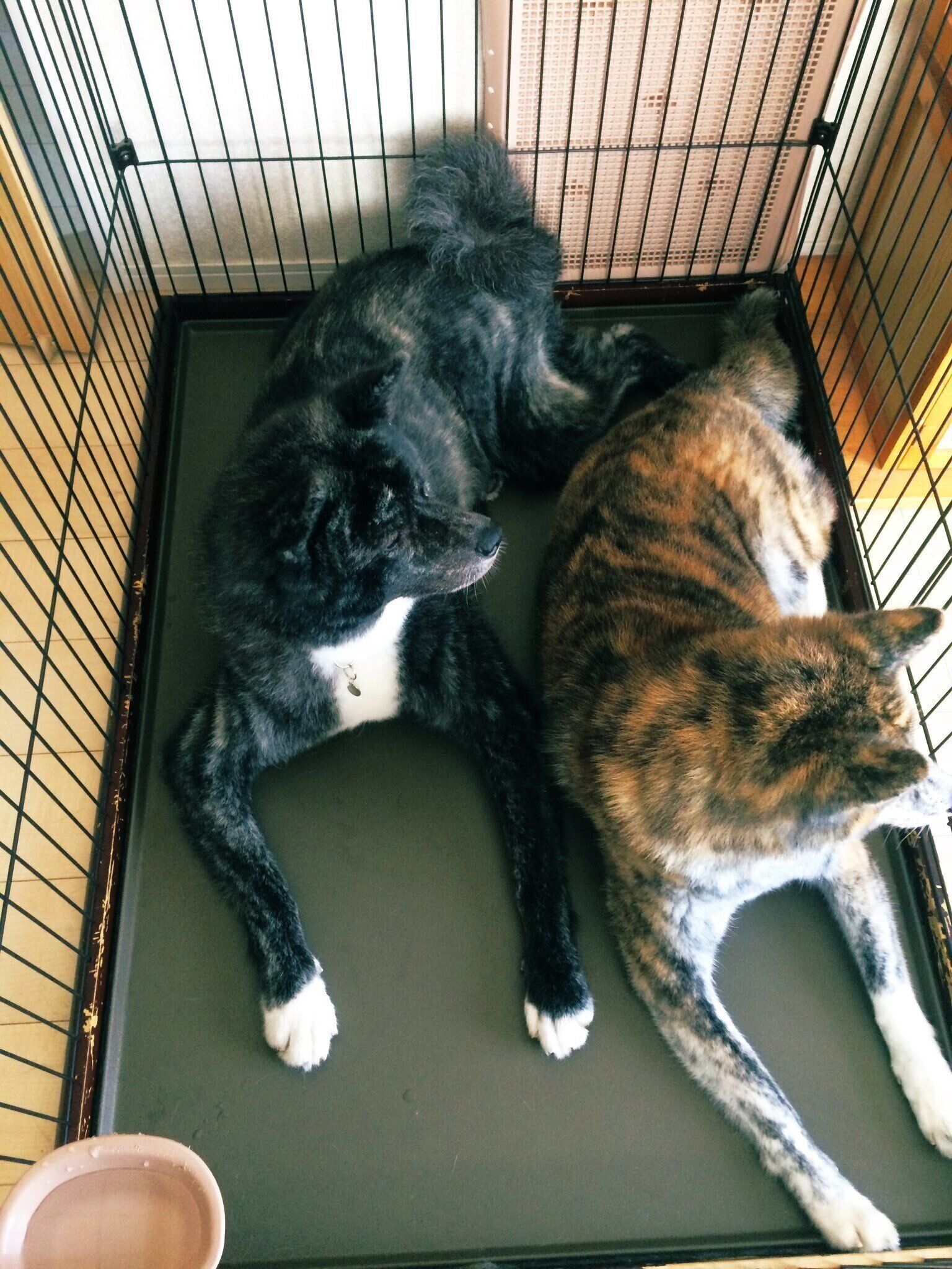 一緒に「ハウス」する愛犬たち　視線の先には「ママ」がいるのだとか