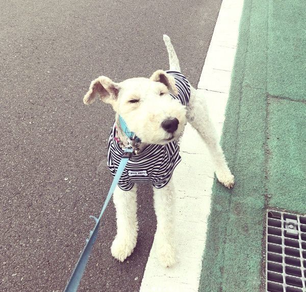 お散歩するこっぺぱんちゃん