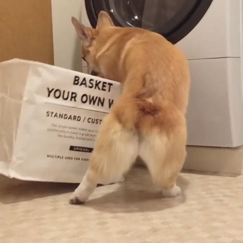 コーギー靴下を盗む