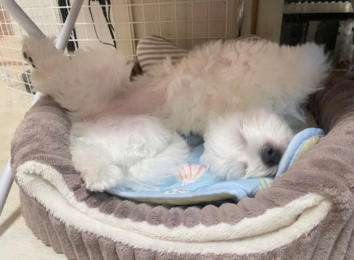 寝相がすごいおもちちゃん