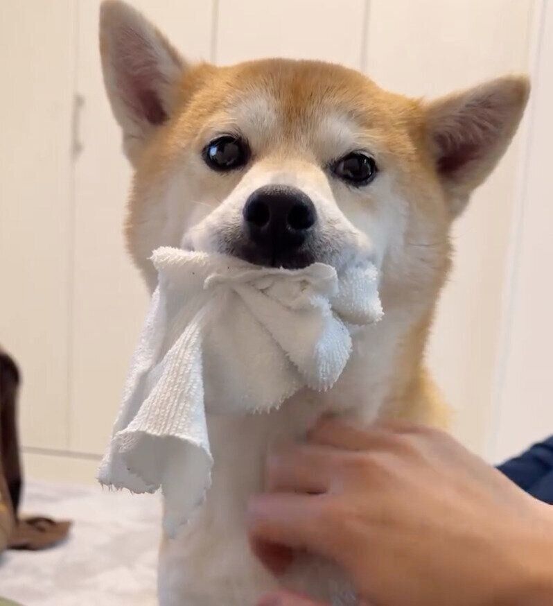 ナデナデを要求するむぎちゃん