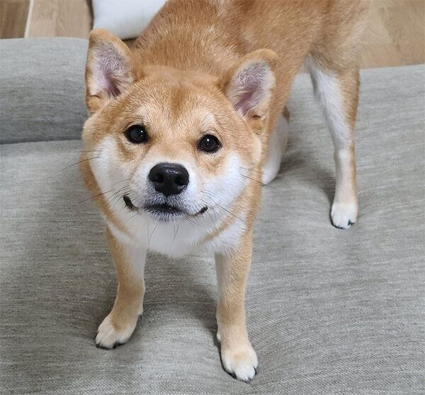 見つめる麦くん