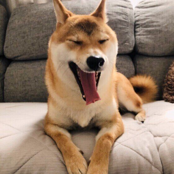 あくびをする柴犬