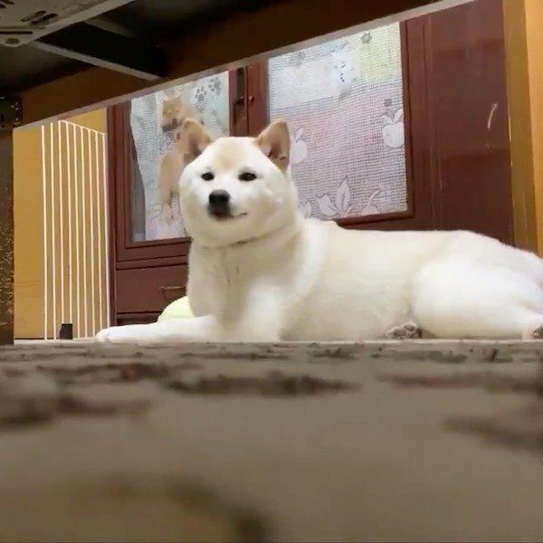 靴下を取られ動揺を隠しきれないはるちゃん