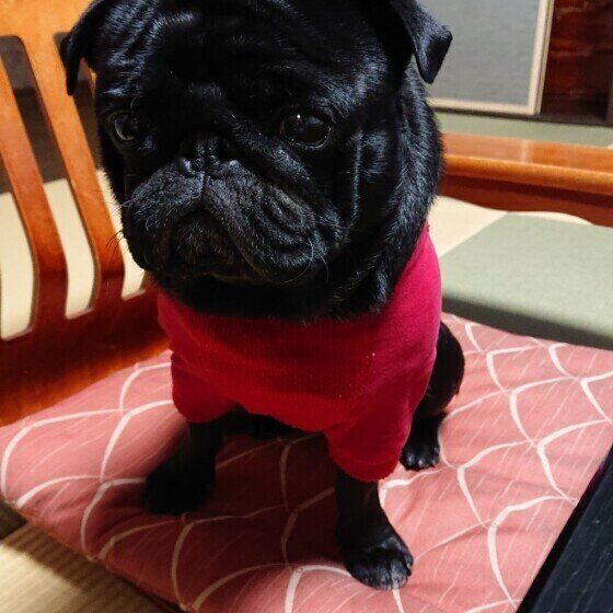 パグのコテツくん