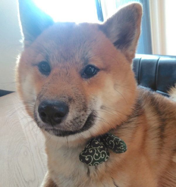 ドヤ顔をするおにぎりちゃん