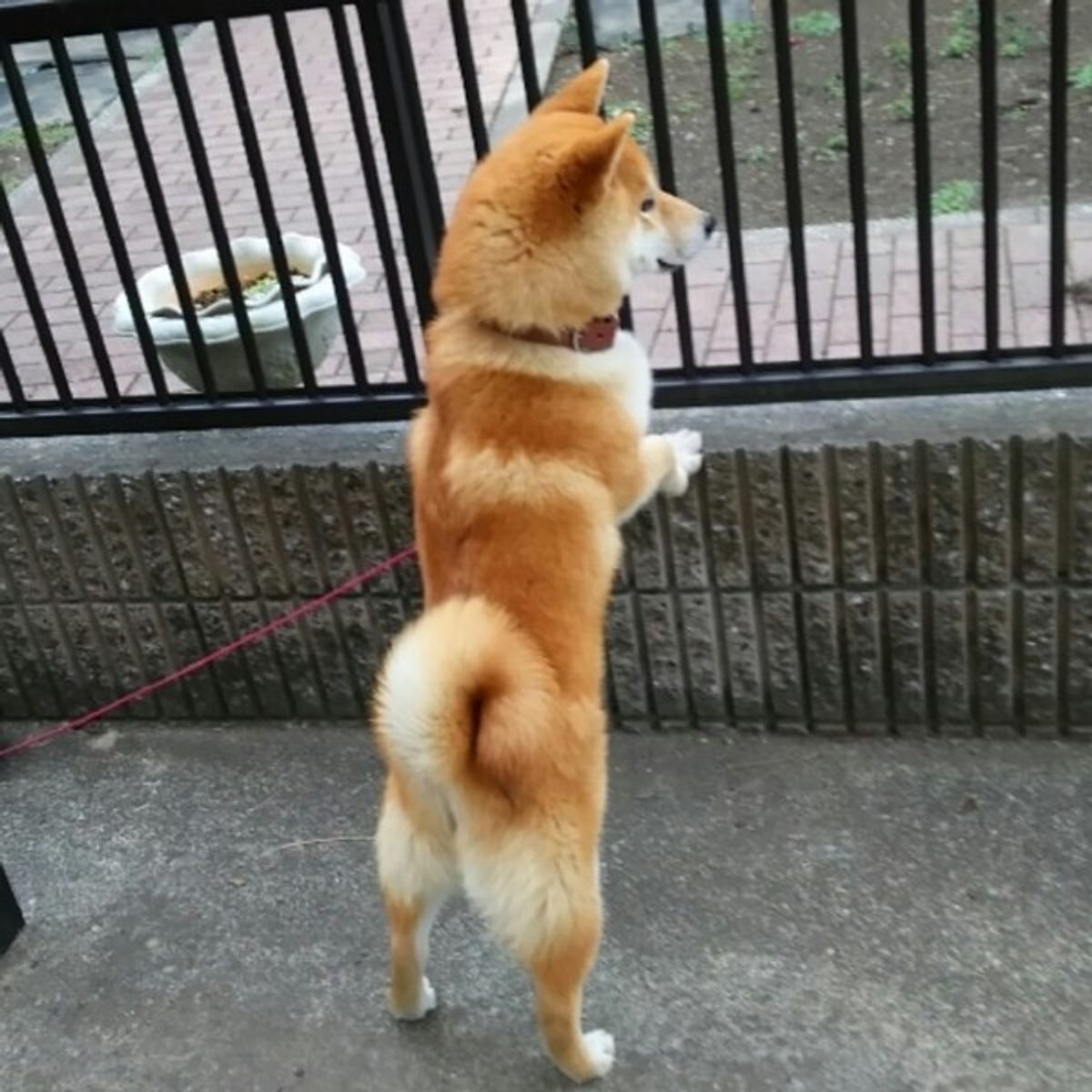 しつけ直しレスキュー お散歩中の愛犬のマーキング癖を直す 効果的な方法とは いぬのきもちweb Magazine しつけ直しレスキュー お散歩中の愛犬のマーキング癖を直す 効果的な方法とは いぬのきもちweb Magazine