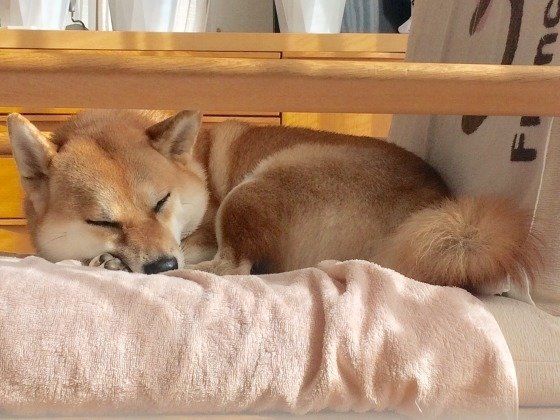 眠る柴犬