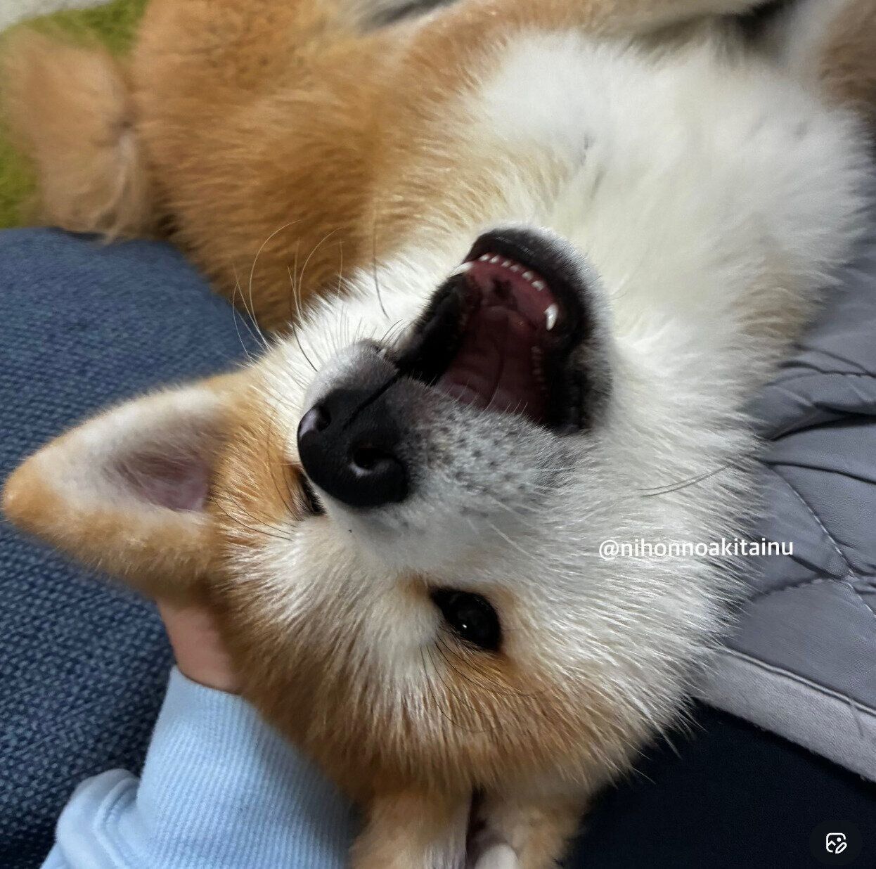 寝転がるムクくん