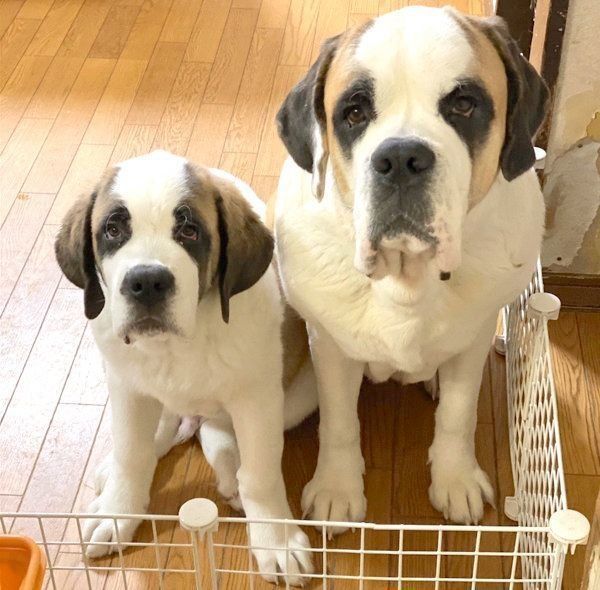 見つめるドーンちゃんとデイジーちゃん