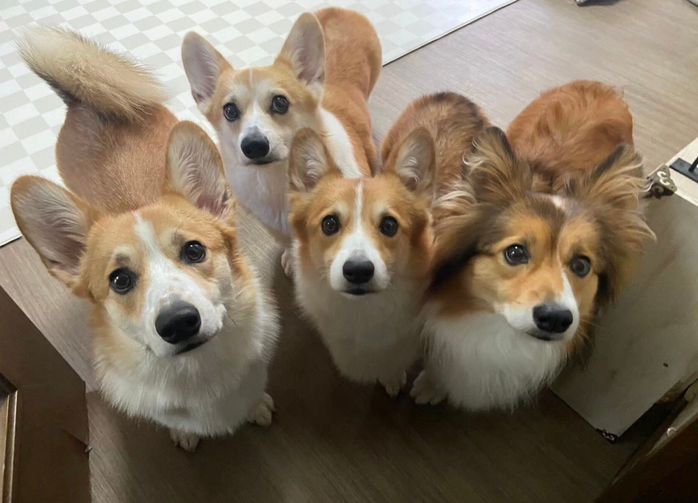 一緒に暮らす同居犬たちとの集合写真