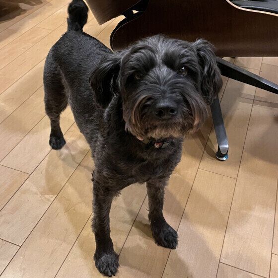 ミニチュア・シュナウザーのパンちゃん♪