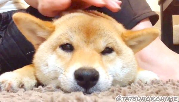 まったりするタッちゃん