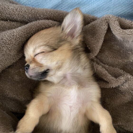 犬をケージやクレートで寝かせる際の「冬の寒さ対策」とは？ いぬのきもち