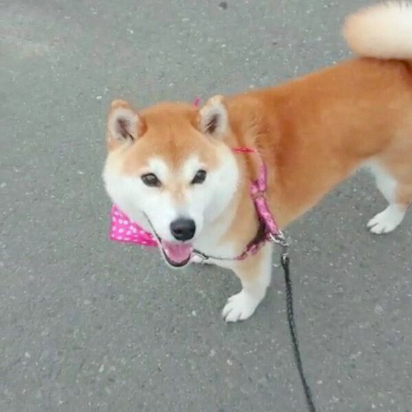 前を見ずに歩くチコちゃん