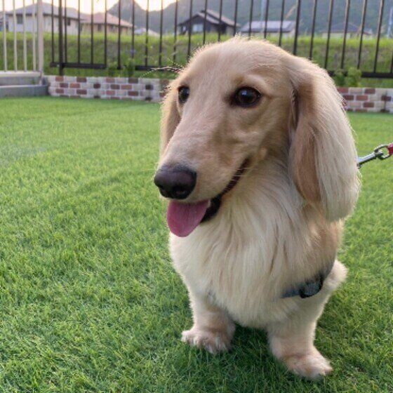 笑顔のミニチュア・ダックスフンド