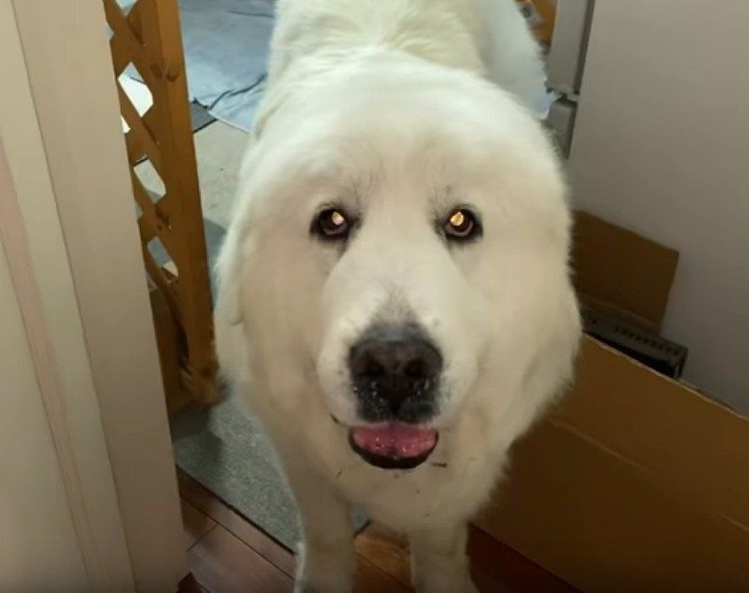 起こしに来た犬