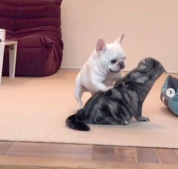 スパーリングを楽しむべんじーちゃんとマロンちゃん