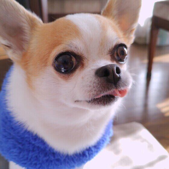 ココくん（チワワ）