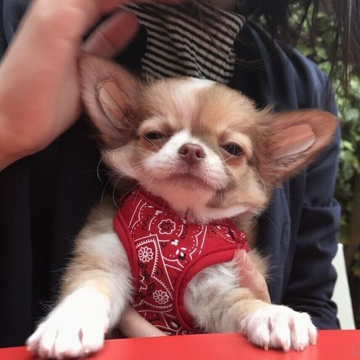 抱っこしてもらう子犬時代のとうふくん かわいすぎる