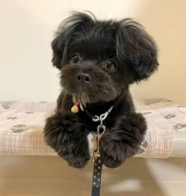 特等席でくつろぐポメプー