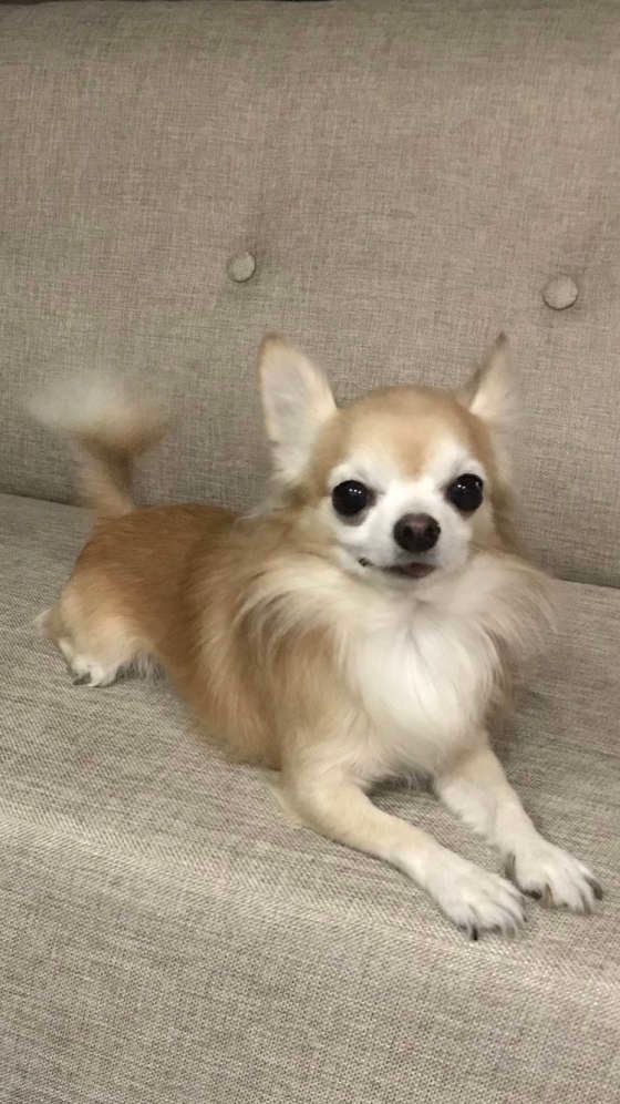 おやつがほしいポルンくん