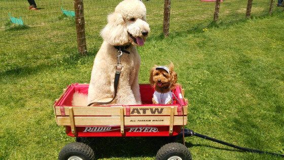 スタンダード・プードル