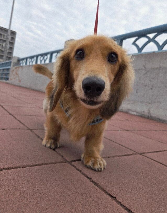 朝のお散歩中のミニチュア・ダックスフンド