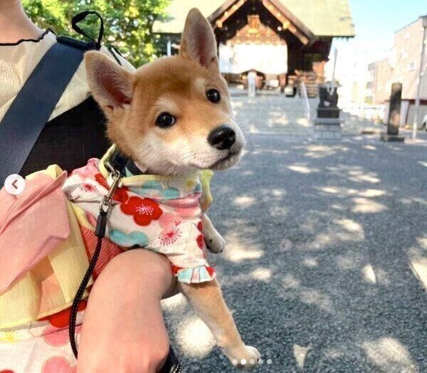 お出かけを楽しむきなこちゃん