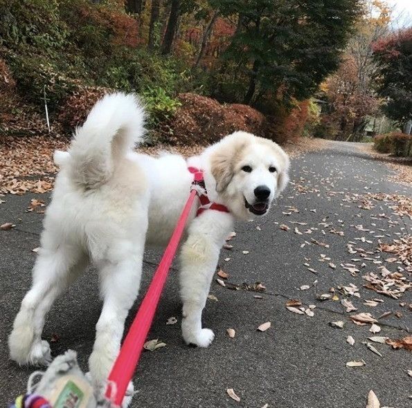 振り返るグレートピレニーズ