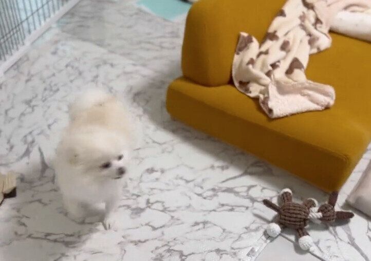 喜びを爆発させるぽんちゃん