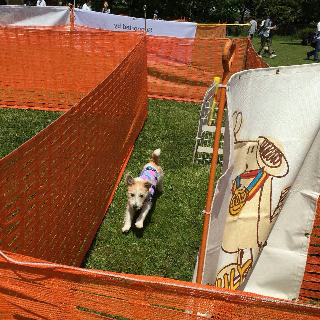 競技中のフェイちゃん！