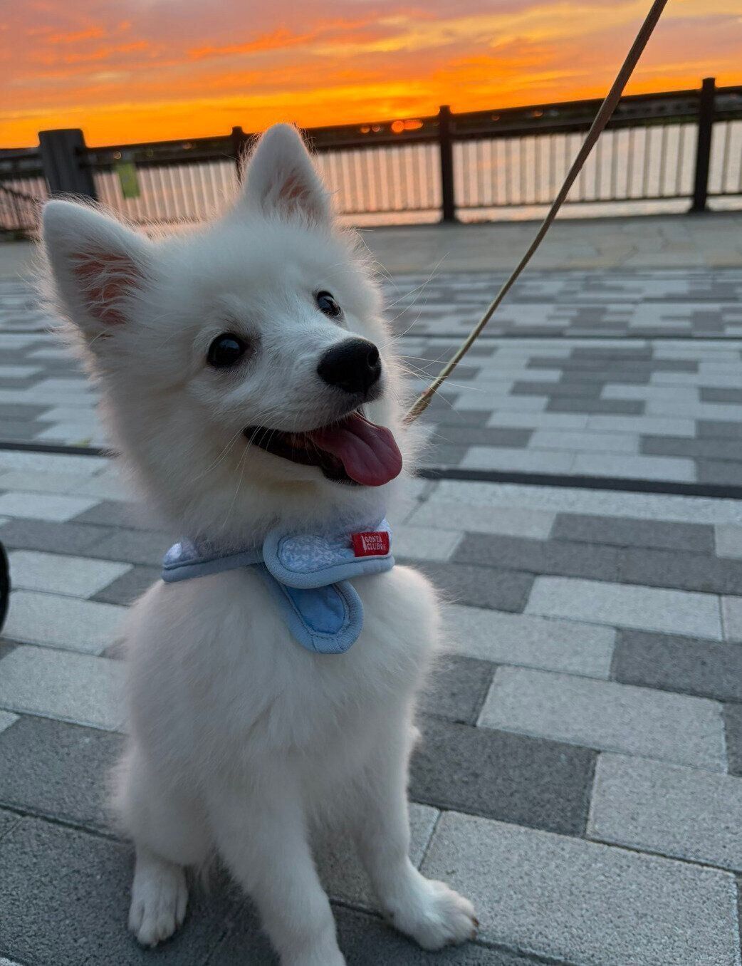 夕焼けがきれいな日に散歩するテミーちゃん